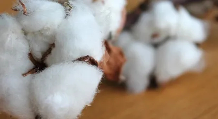 una pianta di cotone