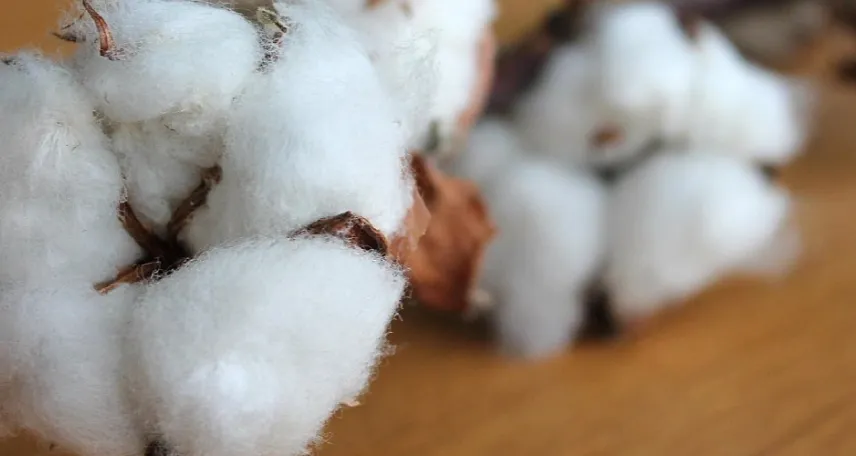 una pianta di cotone