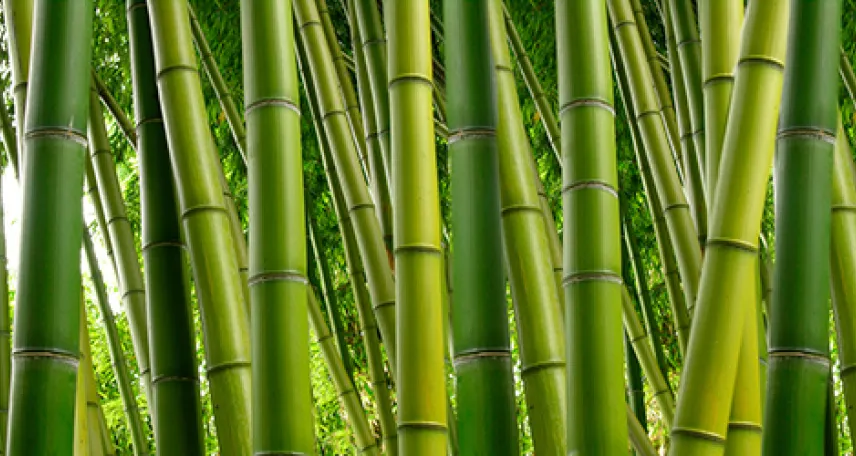 piantagione bamboo per produzione tessuti