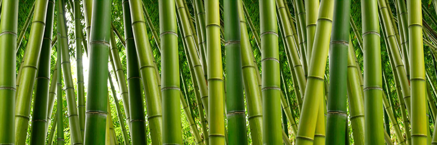 piantagione bamboo per produzione tessuti