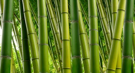 piantagione bamboo per produzione tessuti